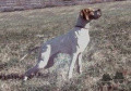 Pedigree ZILL DELLA CISA Pedigree ZILL DELLA CISA